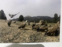 Exposición de aves de la comarca